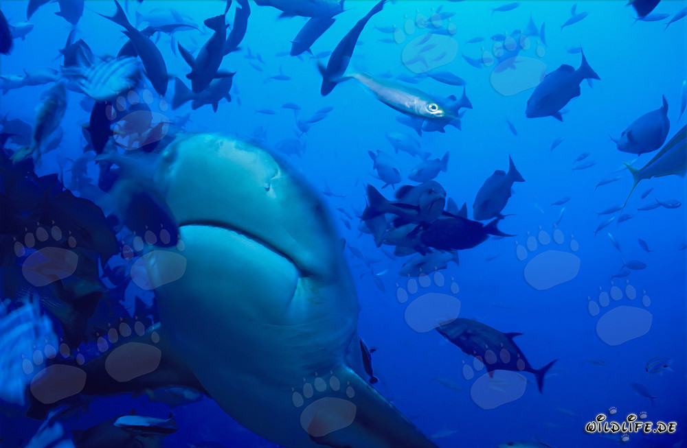 Impressive bull shark in diagonal ascent