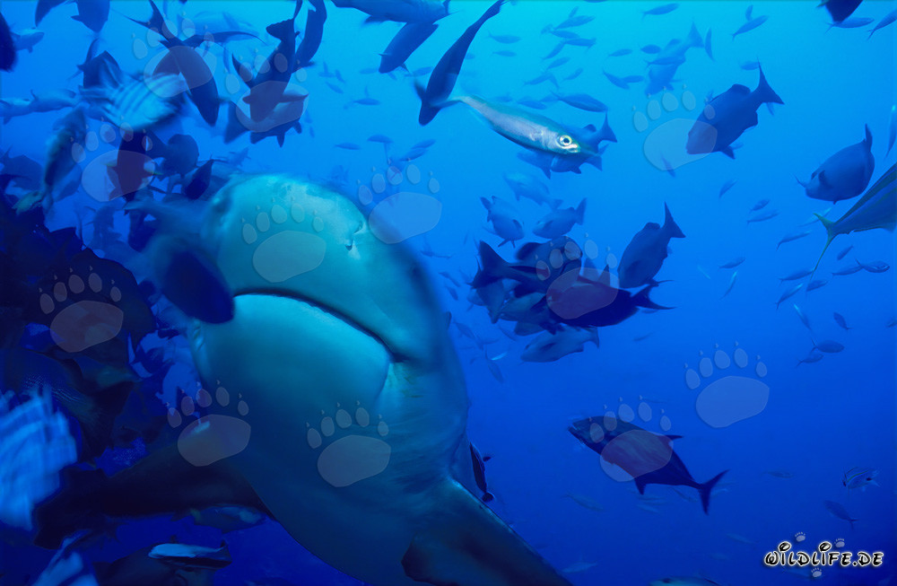 Impressionnant requin taureau en ascension diagonale