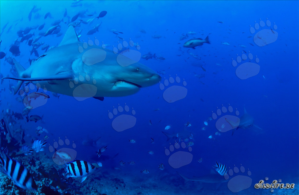 Requin taureau imposant au bord du récif à Fidji