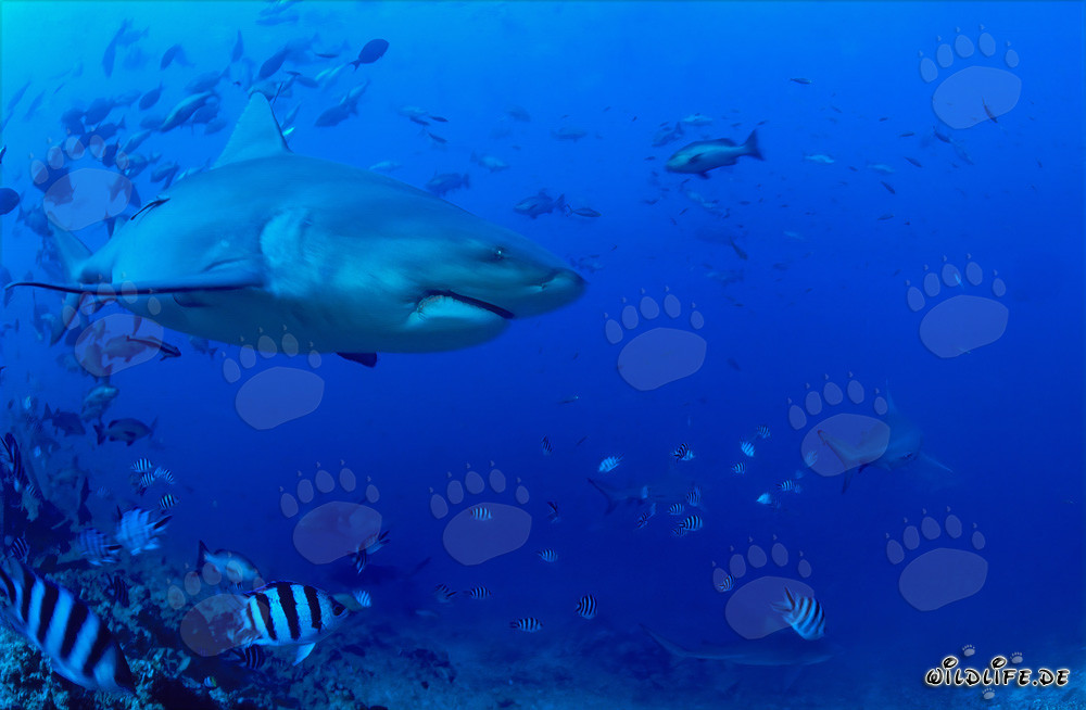 Imponente squalo toro al bordo della barriera corallina a Fiji