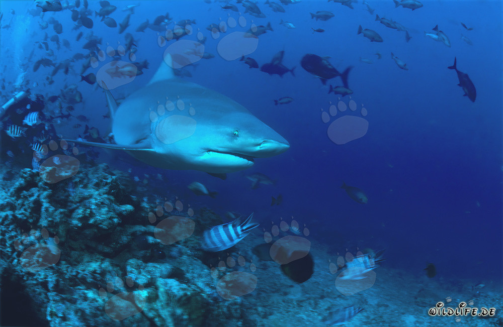 Patrulla de tiburones toro en el arrecife
