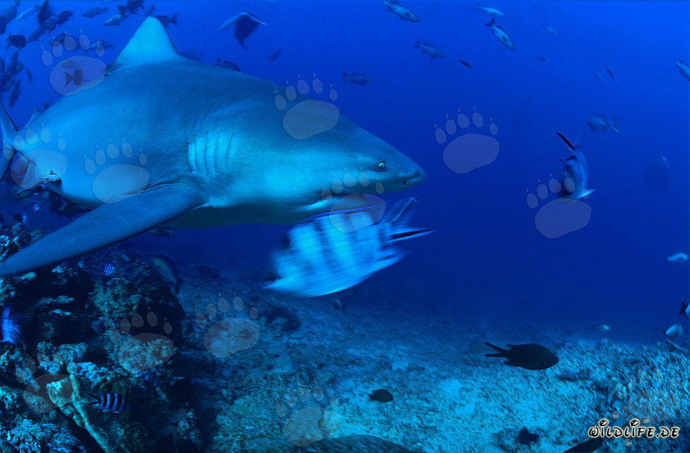Bull shark exploring in the tropical reef swims gracefully through the clear water