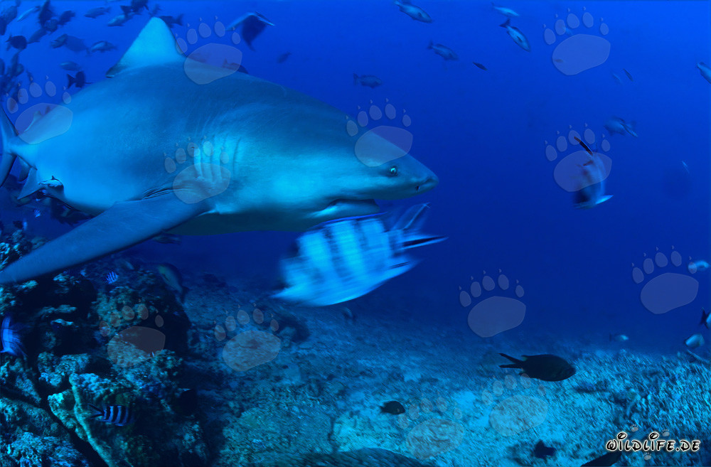 Requin taureau explorant le récif tropical nage élégamment dans l'eau claire
