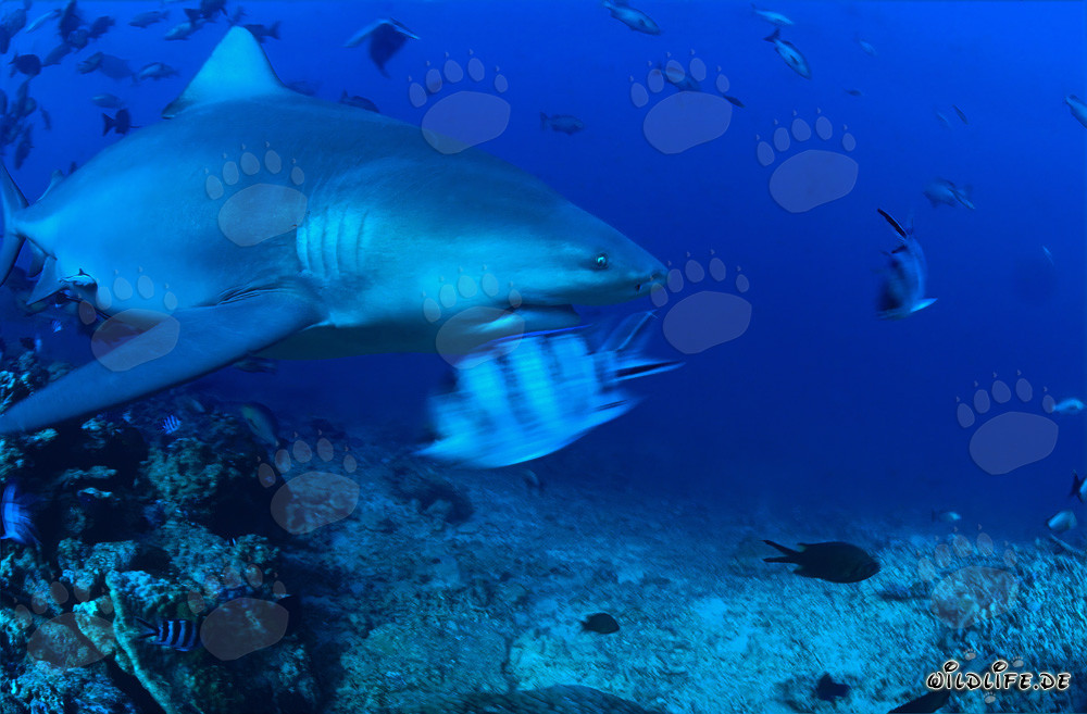 Squalo toro in esplorazione nella barriera corallina tropicale nuota elegantemente nell'acqua cristallina