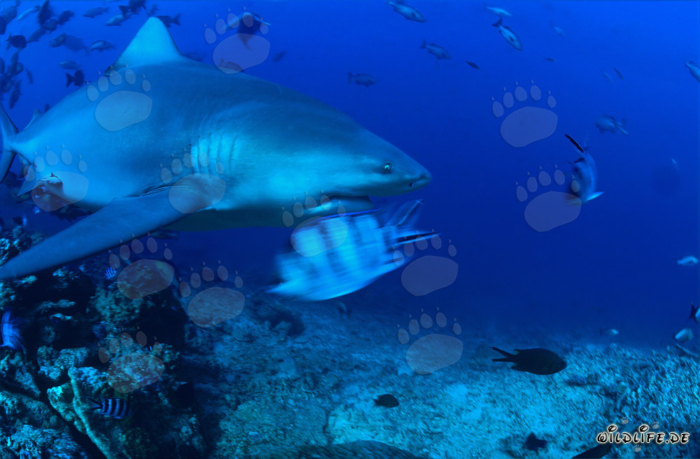 Tiburón toro explorando el arrecife tropical nada elegantemente en el agua clara