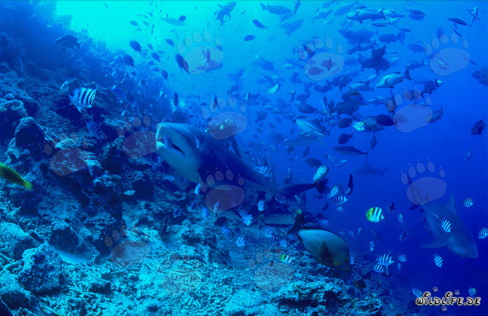 Fascinating Bull Shark exploring the reef in Beqa Lagoon, Fiji