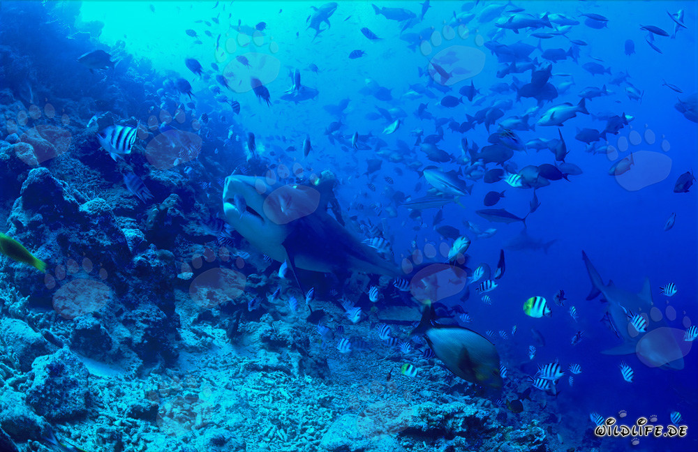 Affascinante squalo toro esplora la barriera corallina a Beqa Lagoon, Figi