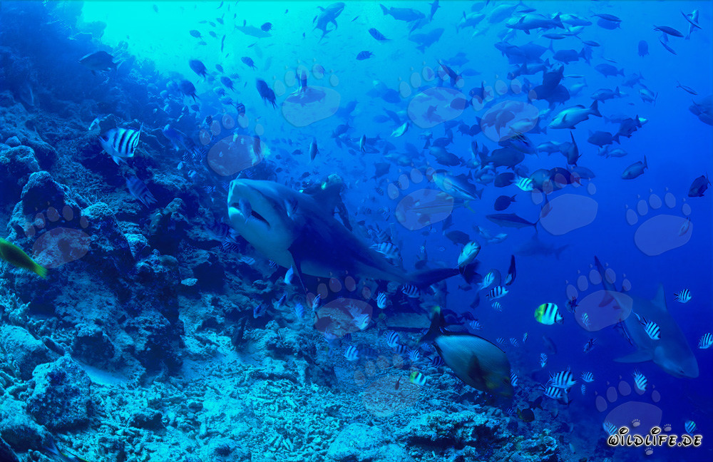 Fascinante tiburón toro explora el arrecife en Beqa Lagoon, Fiji