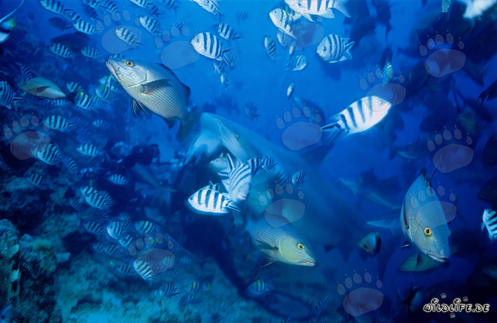 Le requin taureau attrape sa proie