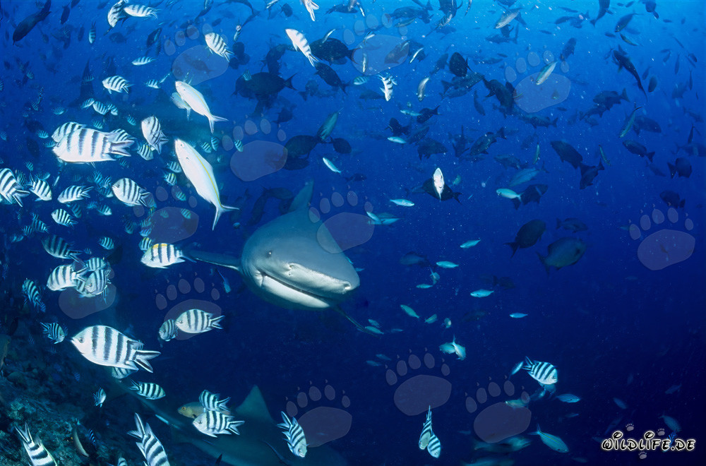 Fascinating bull shark surrounded by coral fish