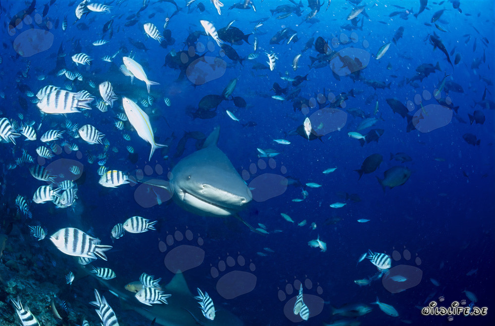 Requin taureau fascinant entouré de poissons coralliens