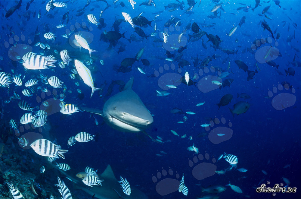 Fascinante squalo toro circondato da pesci corallini