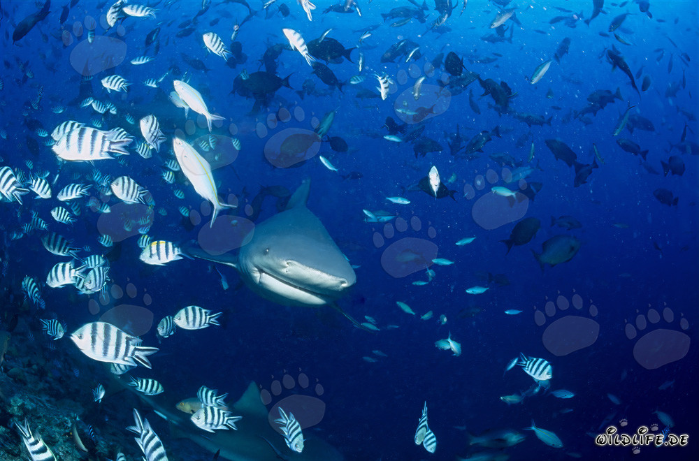 Tiburón toro fascinante rodeado de peces de coral