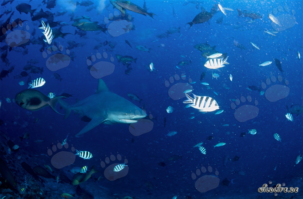 Imposanter Bullenhai schwimmt entschlossen Richtung offenes Wasser