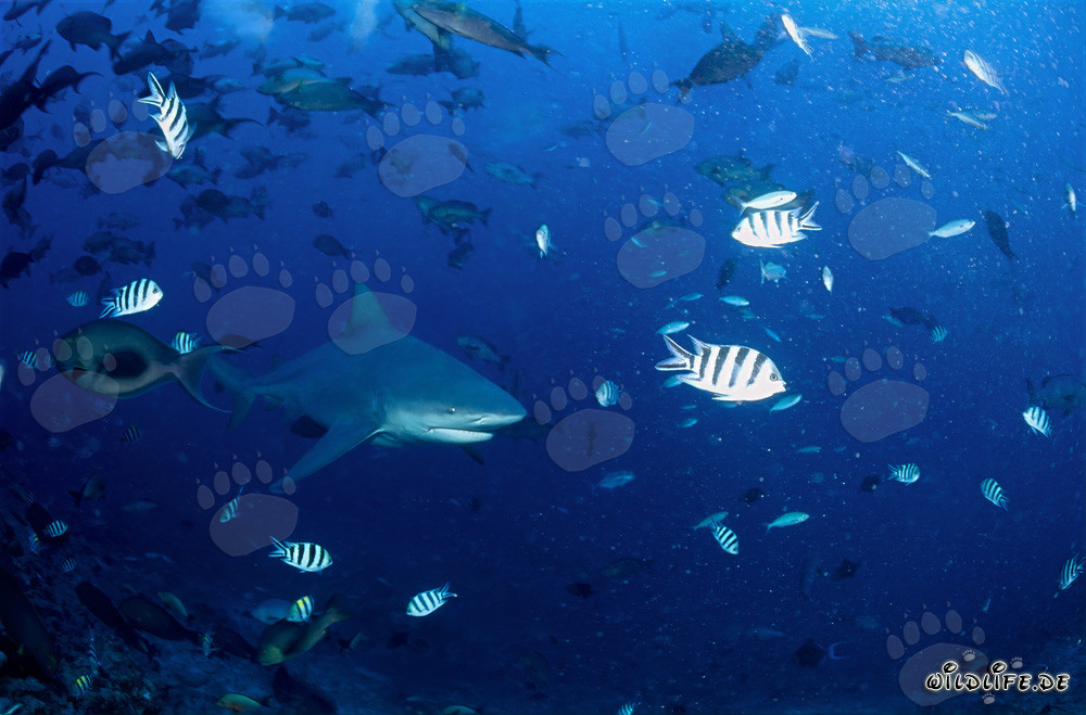 Impresionante tiburón toro nada decididamente hacia aguas abiertas