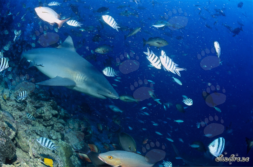 Requin taureau fascinant plonge dans les profondeurs