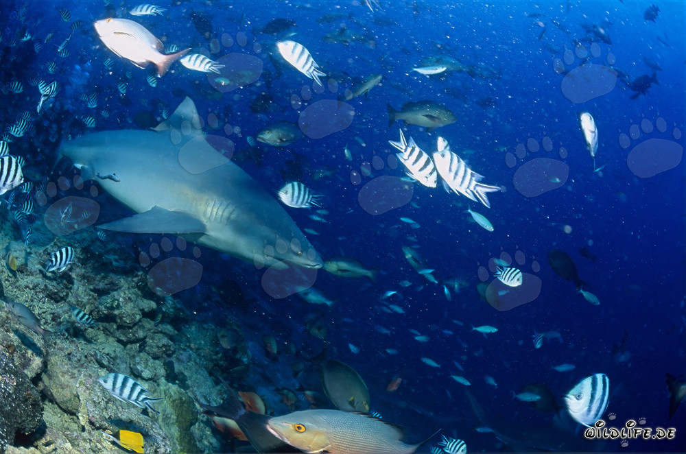 Affascinante squalo toro si tuffa in profondità