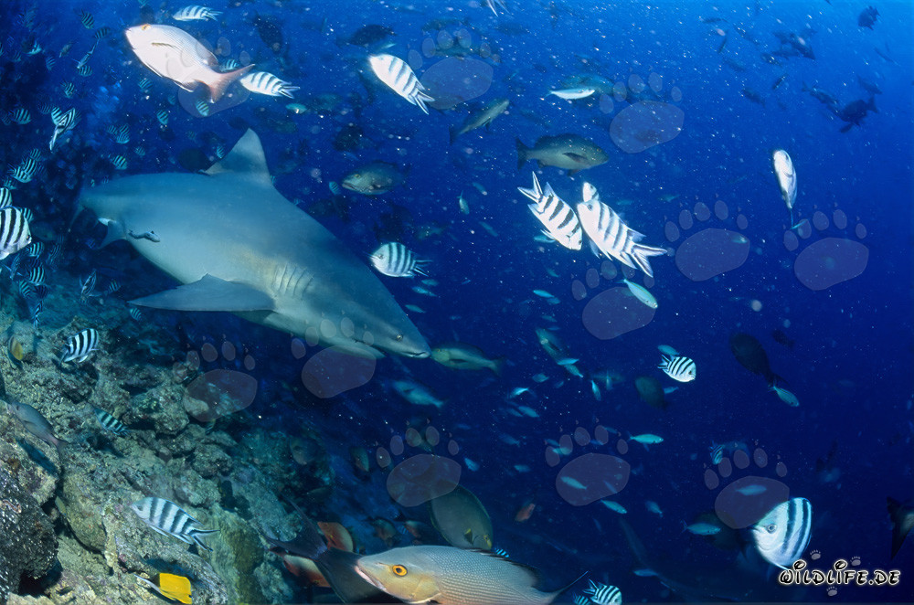 Fascinante tiburón toro se sumerge en las profundidades