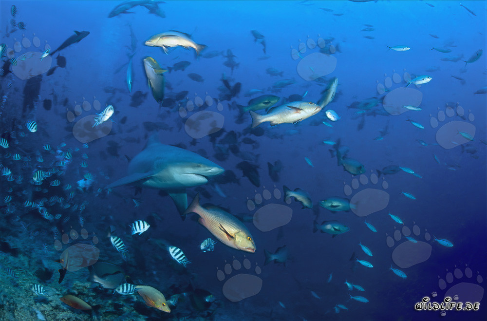 Bull Shark with Reef Fish