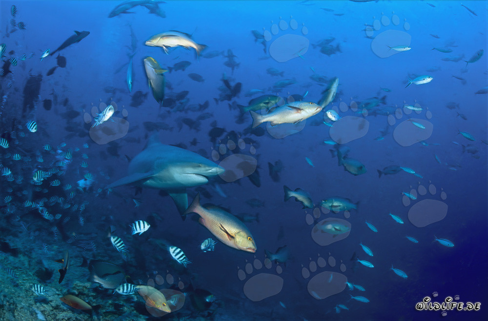 Requin taureau avec poissons de récif