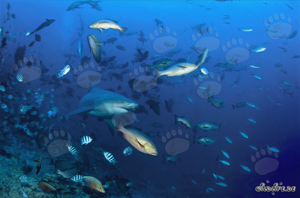 Tiburón toro con peces de arrecife