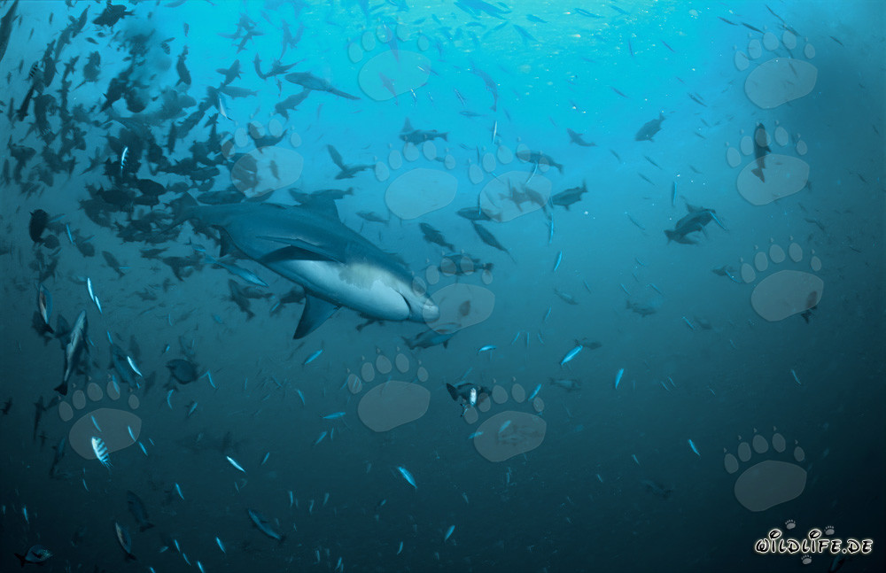 Bull shark (Carcharhinus leucas)