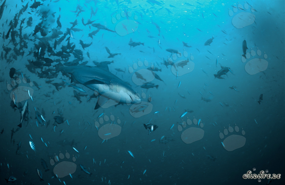 Bullenhai umgeben von Fischen