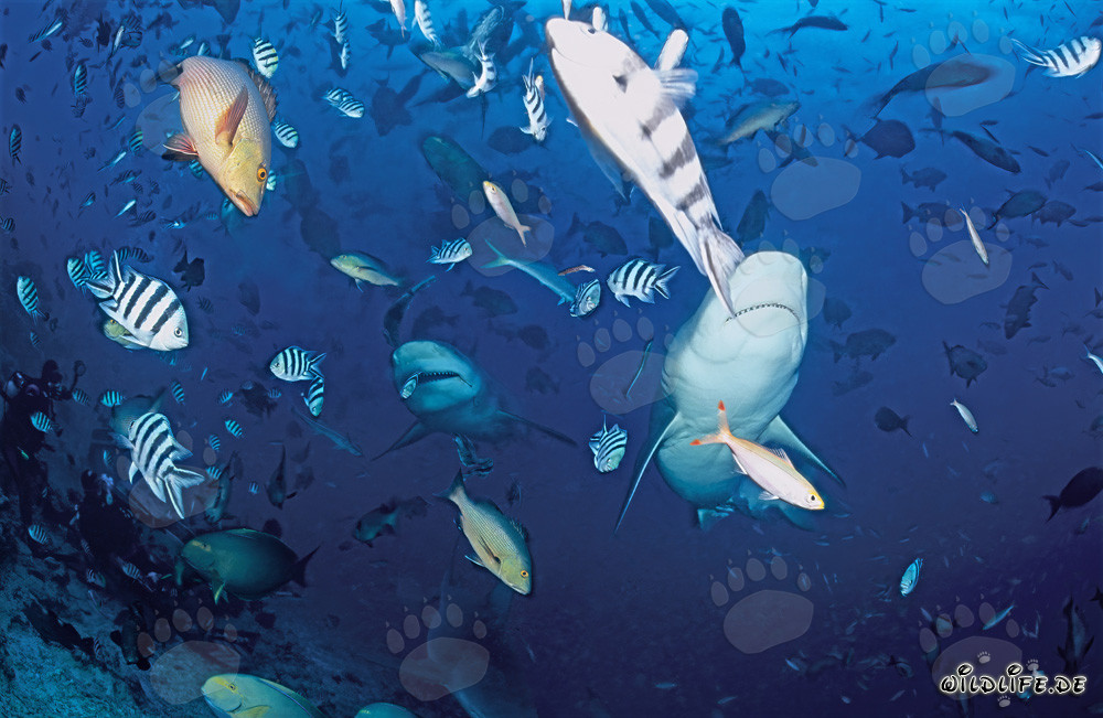 Fascinating Bull Sharks in the clear blue waters of Beqa Lagoon, Fiji