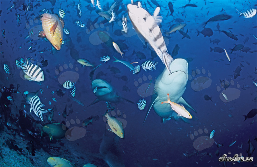 Faszinierende Bullenhaie im klaren blauen Wasser von Beqa Lagoon, Fiji