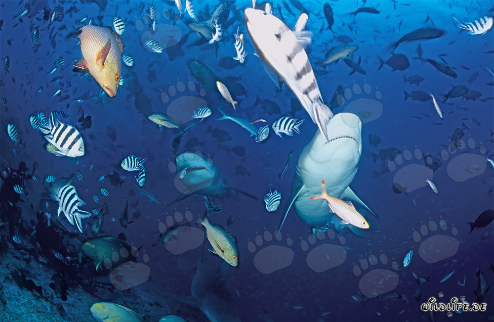 Requins taureaux fascinants dans les eaux bleues claires de Beqa Lagoon, Fidji