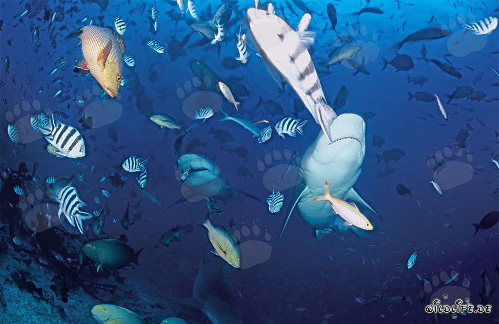 Affascinanti squali toro nelle acque blu trasparenti di Beqa Lagoon, Fiji