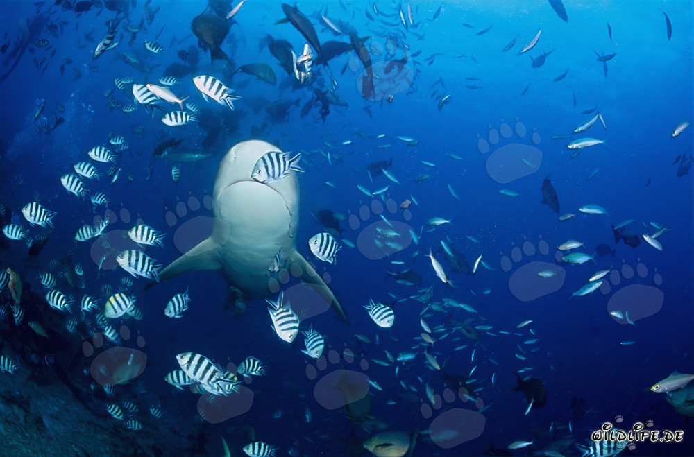 Fascinating underside of the Bull Shark in the deep blue ocean