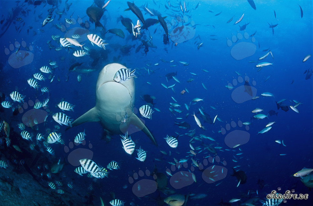 La fascinante face inférieure du requin bouledogue dans l'océan bleu profond