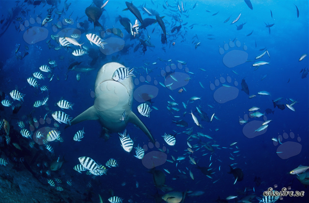 La fascinante parte inferiore dello squalo toro nell'oceano blu profondo
