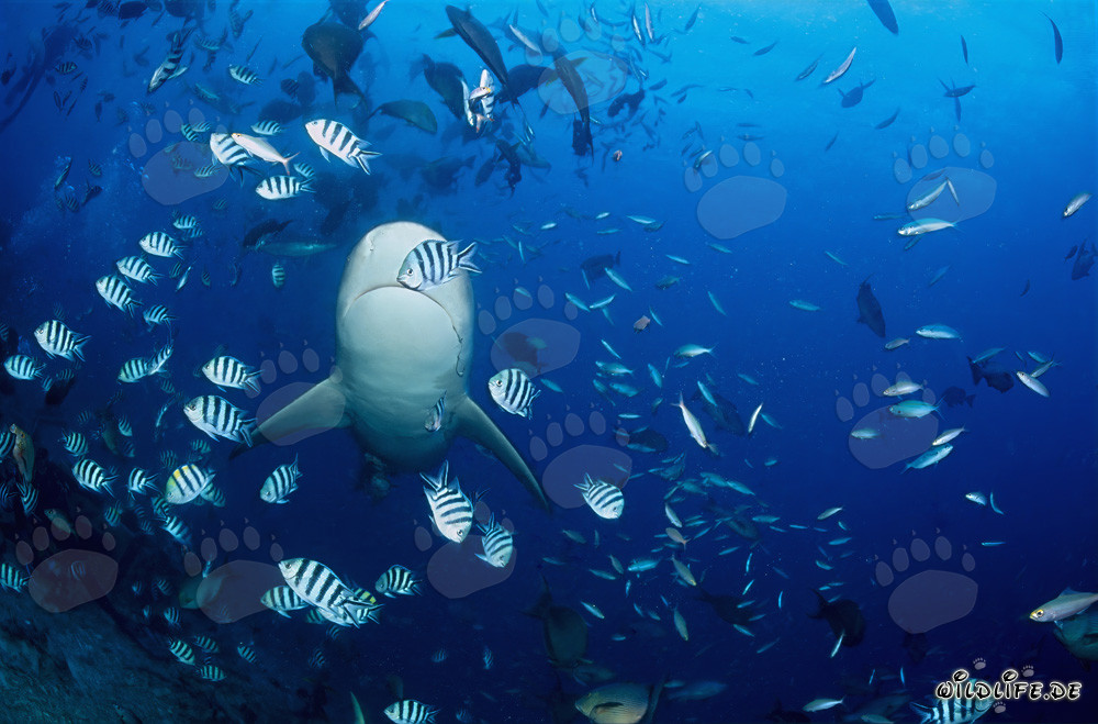 La fascinante parte inferior del tiburón toro en el océano azul profundo