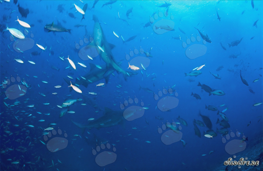 Fascinating Bull Sharks Swimming with School of Fish