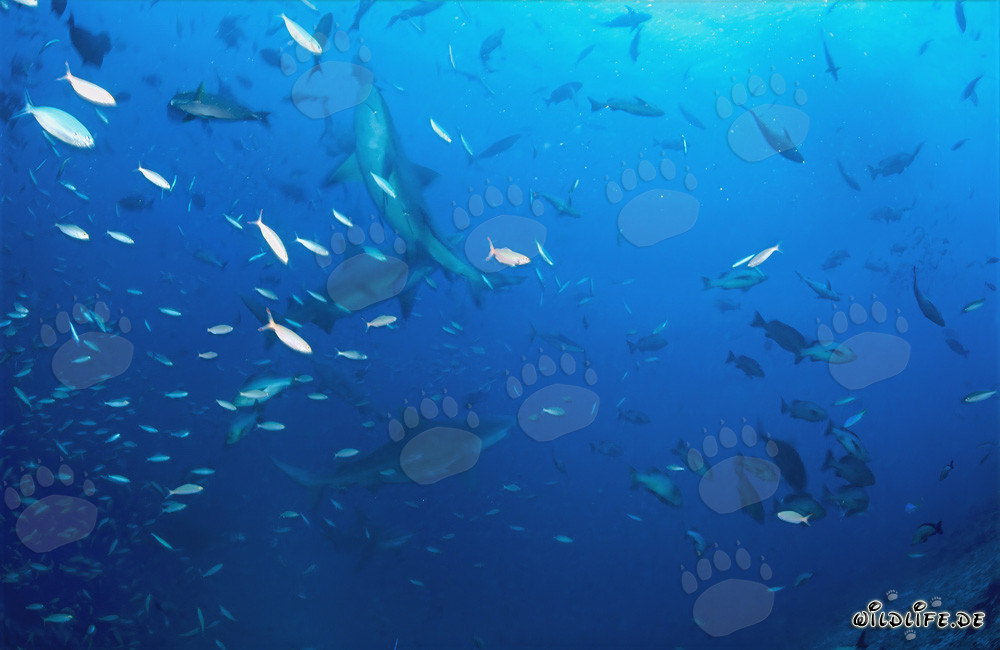 Faszinierende Bullenhaie beim Schwimmen mit Fischschwarm