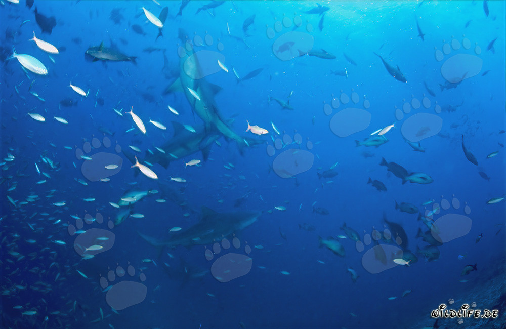 Requins taureaux fascinants nageant avec un banc de poissons