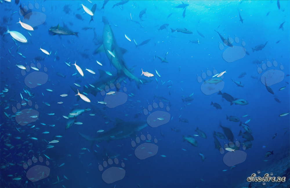 Affascinanti squali toro che nuotano con uno sciame di pesci
