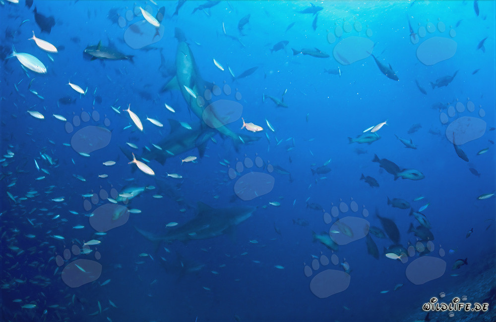 Fascinantes tiburones toro nadando con un banco de peces