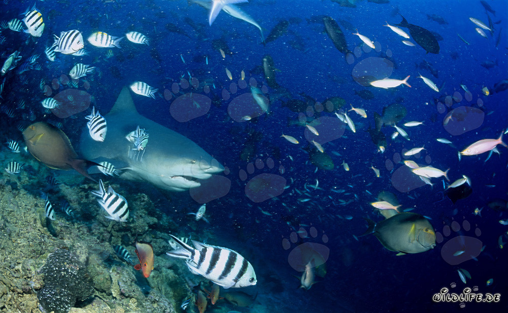 Bull shark majestically over the colorful coral reef