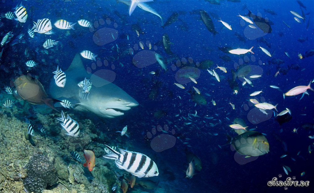 Requin taureau majestueux sur le récif corallien coloré