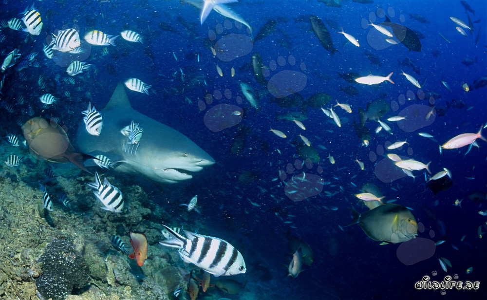 Squalo toro maestoso sopra il colorato reef di corallo