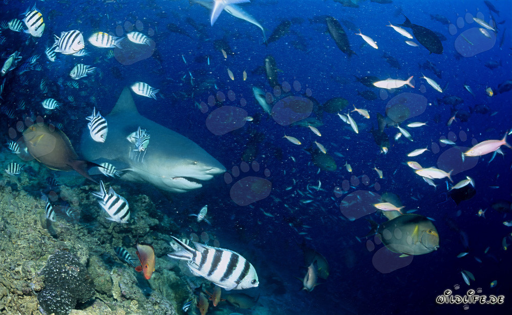 Tiburón toro majestuoso sobre el colorido arrecife de coral