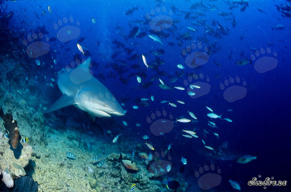Bull shark in the coral reef