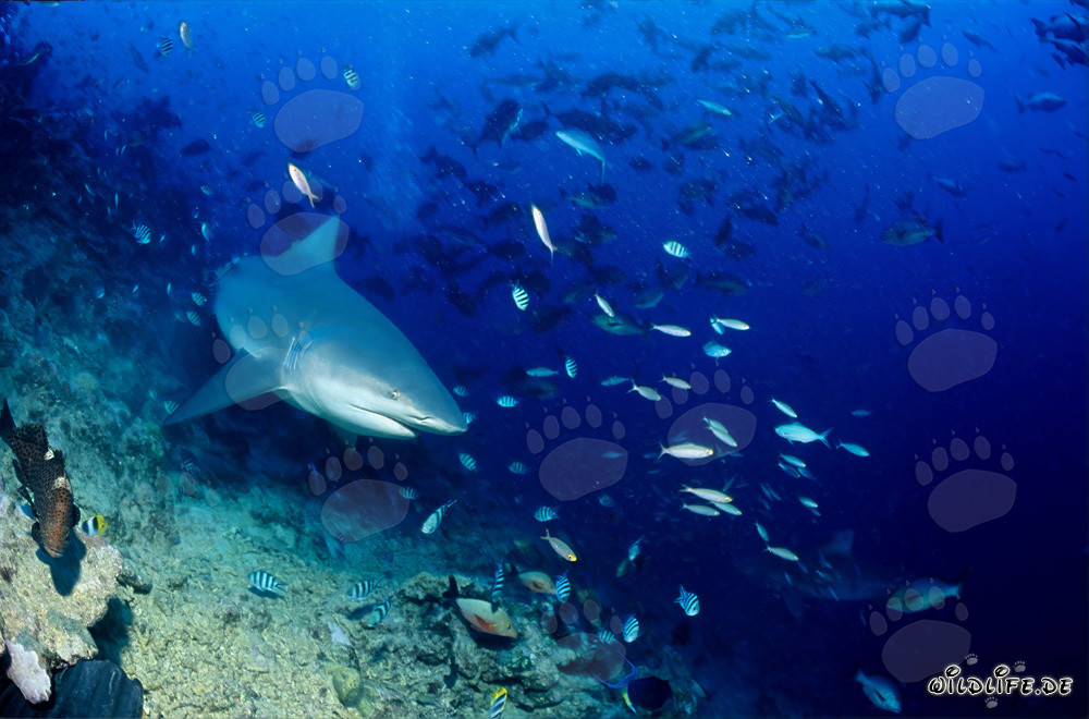 Requin taureau dans le récif corallien