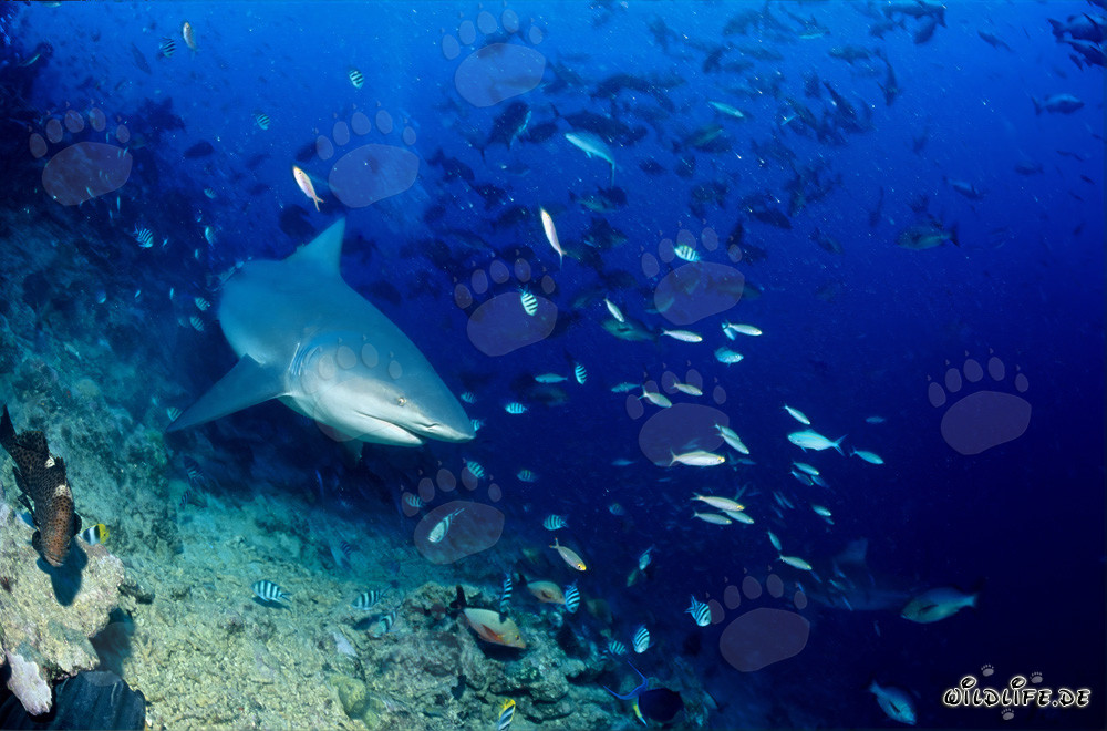 Squalo toro nella barriera corallina