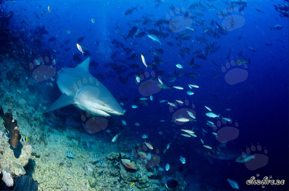 Tiburón toro en arrecife de coral