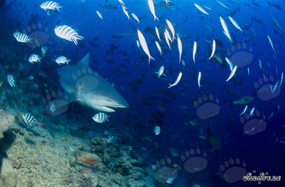 Fascinating bull shark exploring the reef in the waters of Beqa Lagoon, Fiji