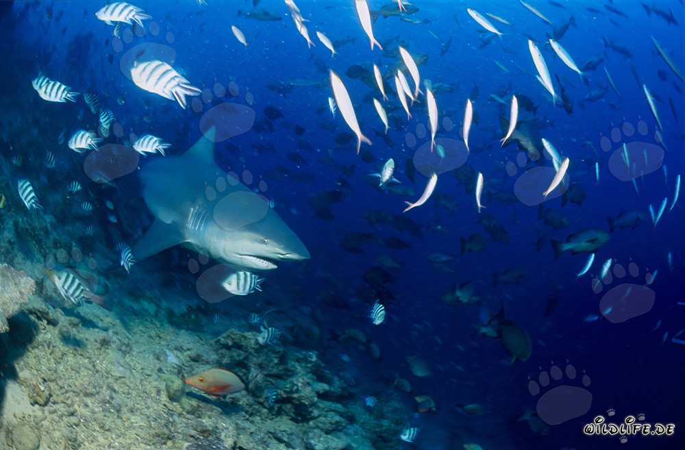 Faszinierender Bullenhai erkundet das Riff in den Gewässern von Beqa Lagoon, Fiji